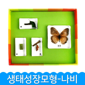 (생태성장모형-나비) 곤충관찰/표본/생명과학