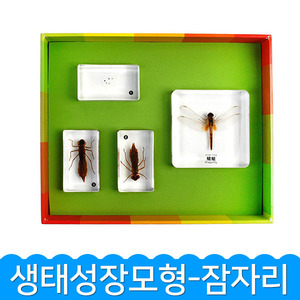 (생태성장모형-잠자리) 곤충관찰/표본/생명과학
