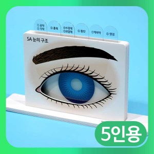 (SA 눈의구조 이해-일반형 5인) 상아/눈의특징과역할